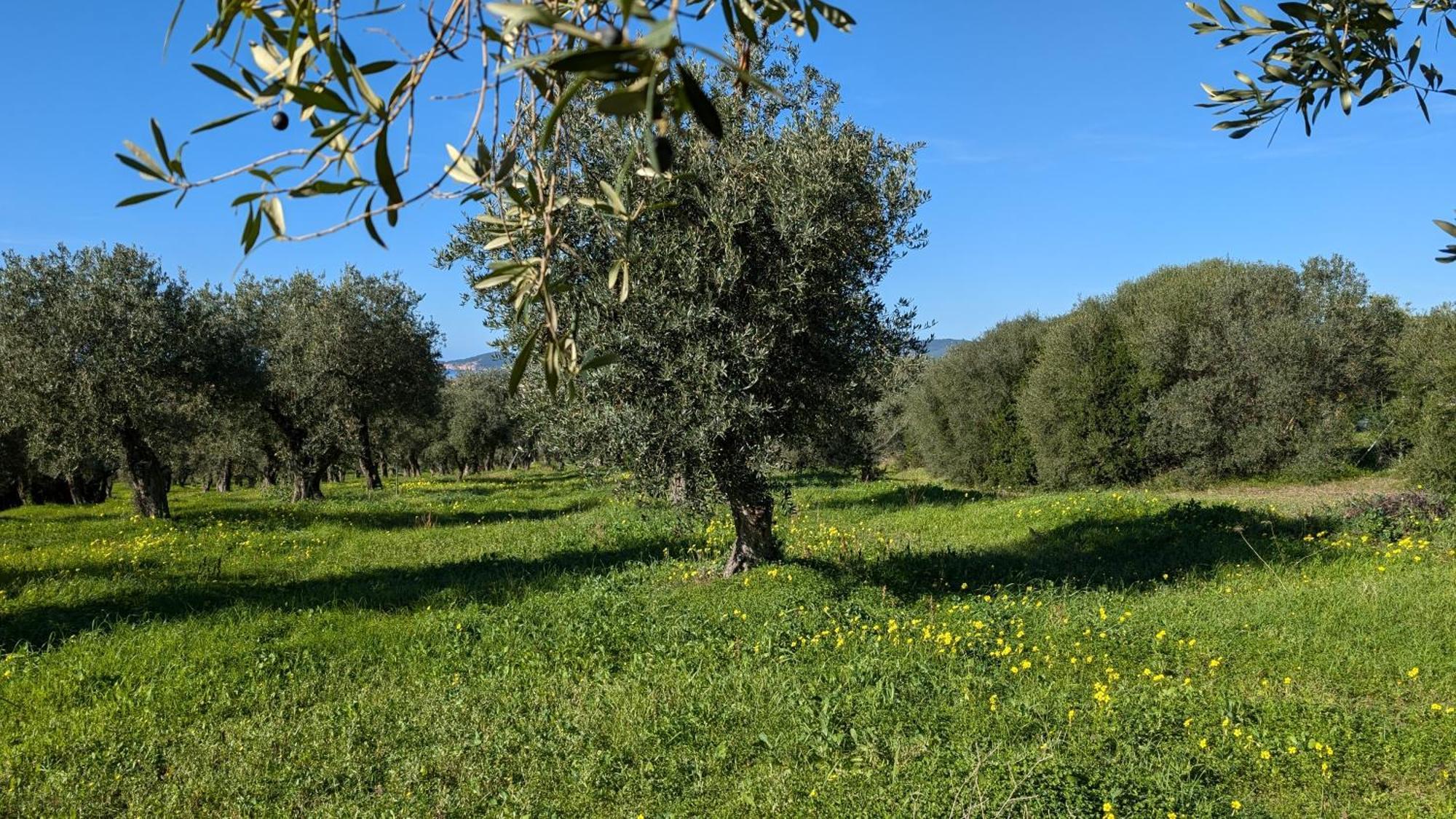 ألغيرو Casale Valverde المظهر الخارجي الصورة